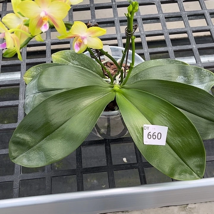 完全开放4.5寸杯快乐女王交快乐王后