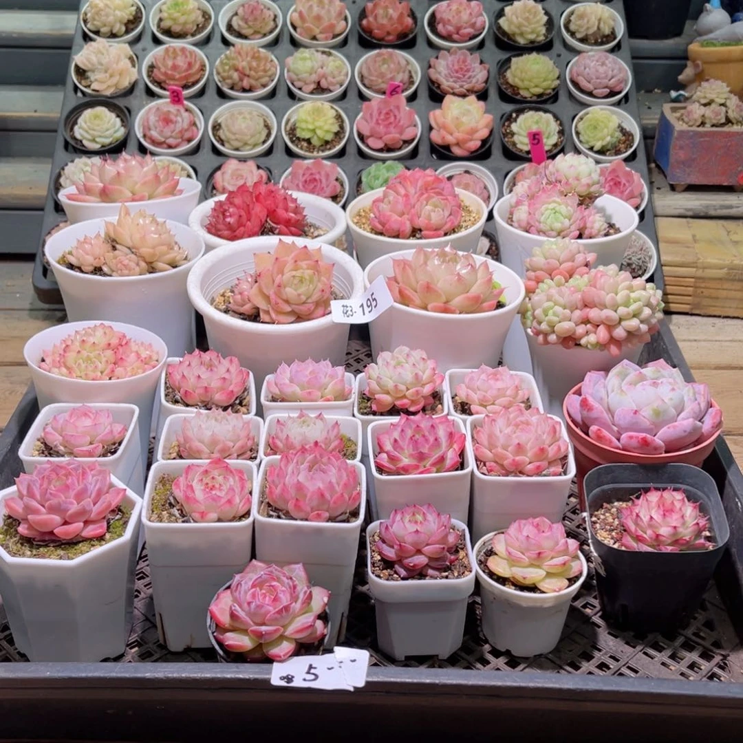 花利美3-195筐拍26颗