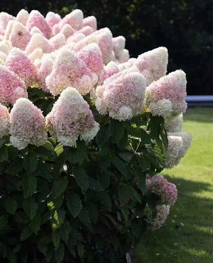 【木本一物一拍改价链接】多年生老桩圆锥绣球花可变色阳台庭院地栽