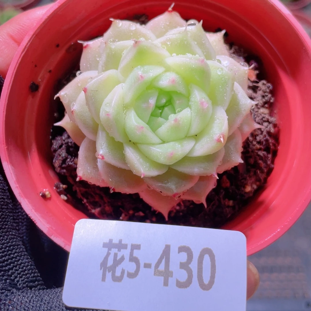 花利美5-430麦秆