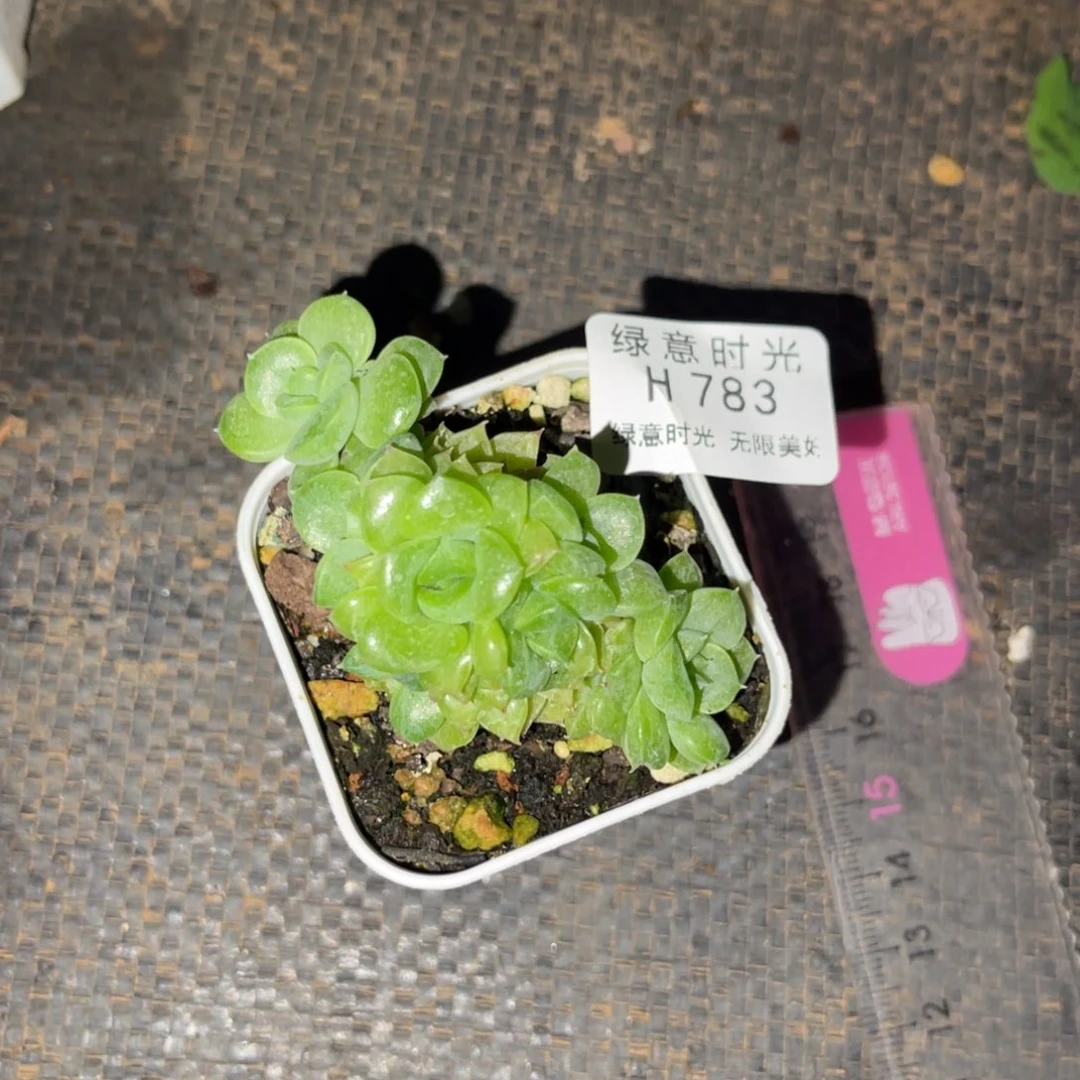 毒*骨783 拓土发货