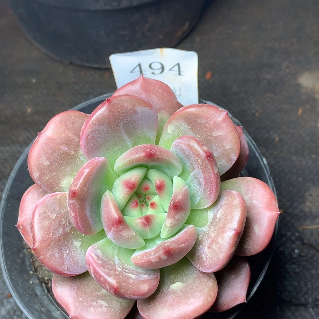 【闪购商品】云494号