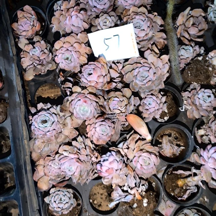 ?****?满6元包邮，57号无售后垃圾货