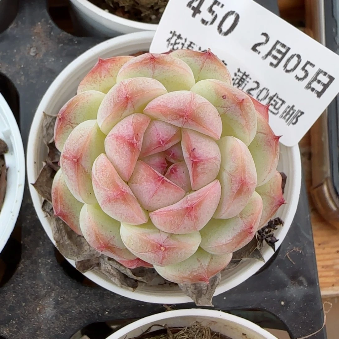 花语逸镜0205-450