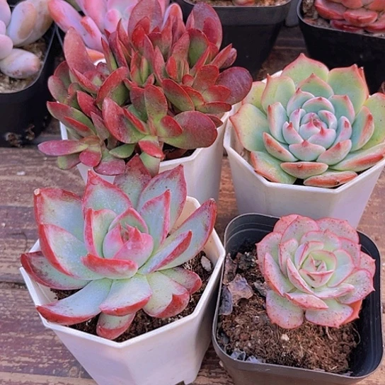 吉娃娃   惊鸿  紫蝶  克罗地亚