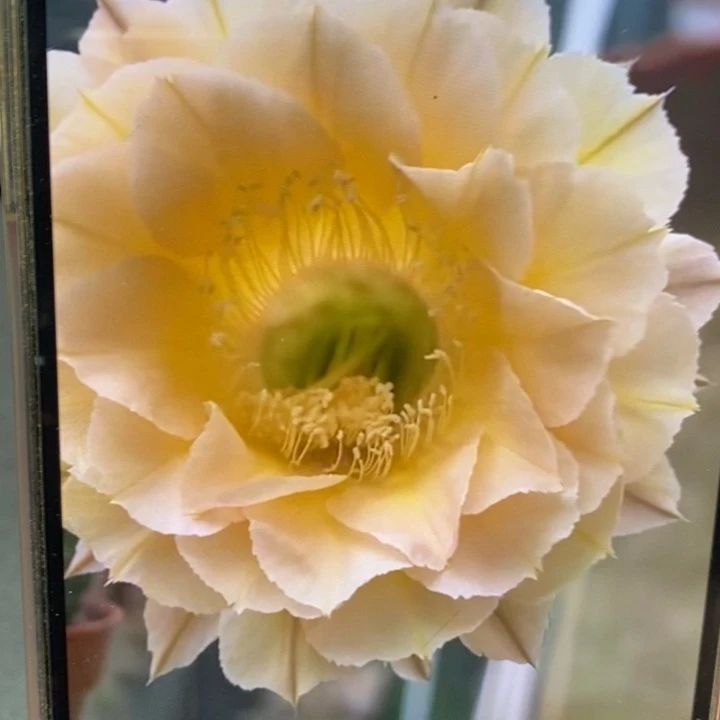 香香530和粉牡丹侧芽3公分左右