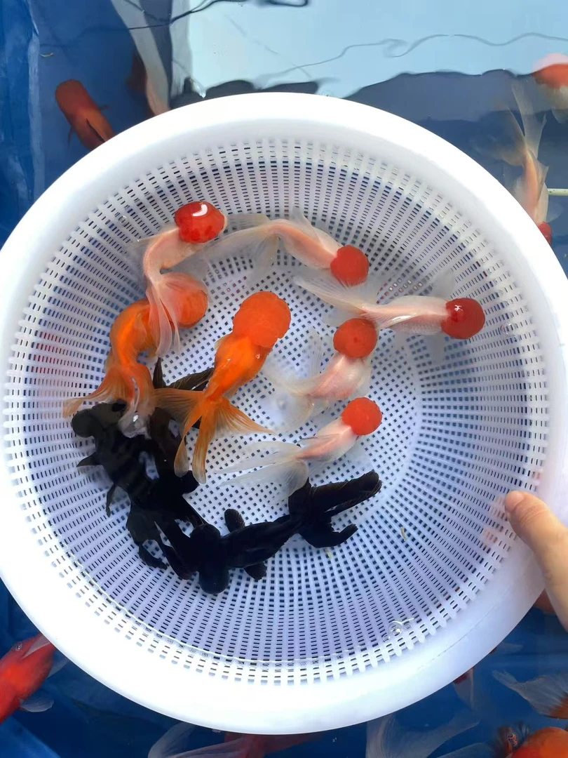 金鱼观赏鱼顶红兰寿花狮猫狮泰狮龙睛鎏金百褶冷水鱼好养耐活