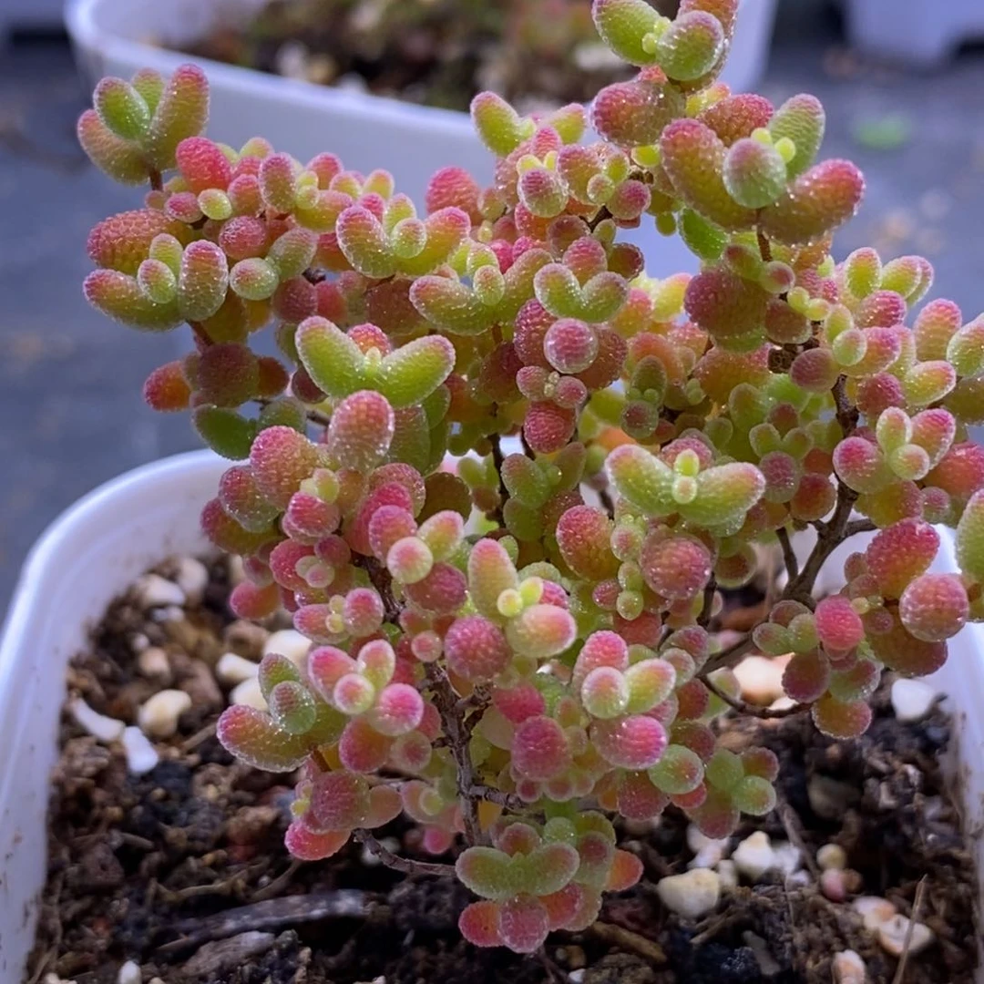 无*卡709蜜橘糖球。