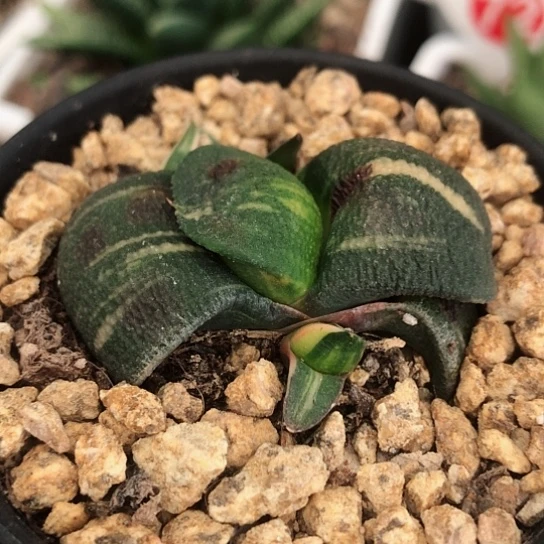 添****实生军配蜗牛带盆发货