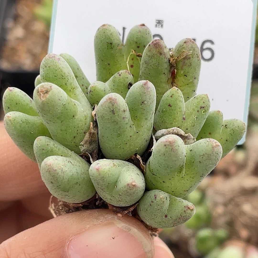 金****20-46肉锥多肉植物