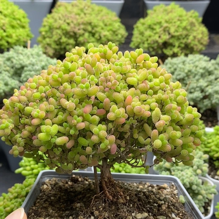 福利蜜橘糖球6901枝干番杏