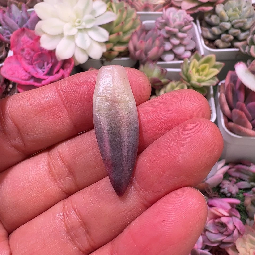 啊***愷多肉植物多肉植物