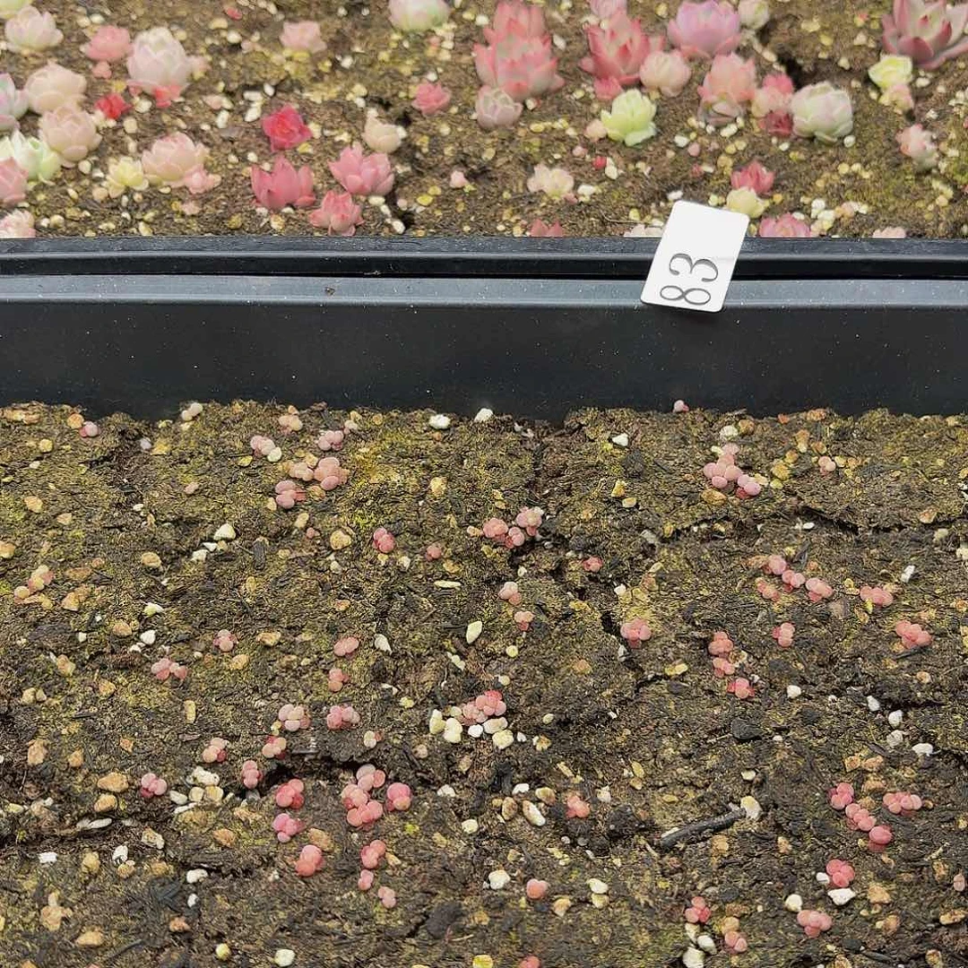 多肉植物多肉植物83