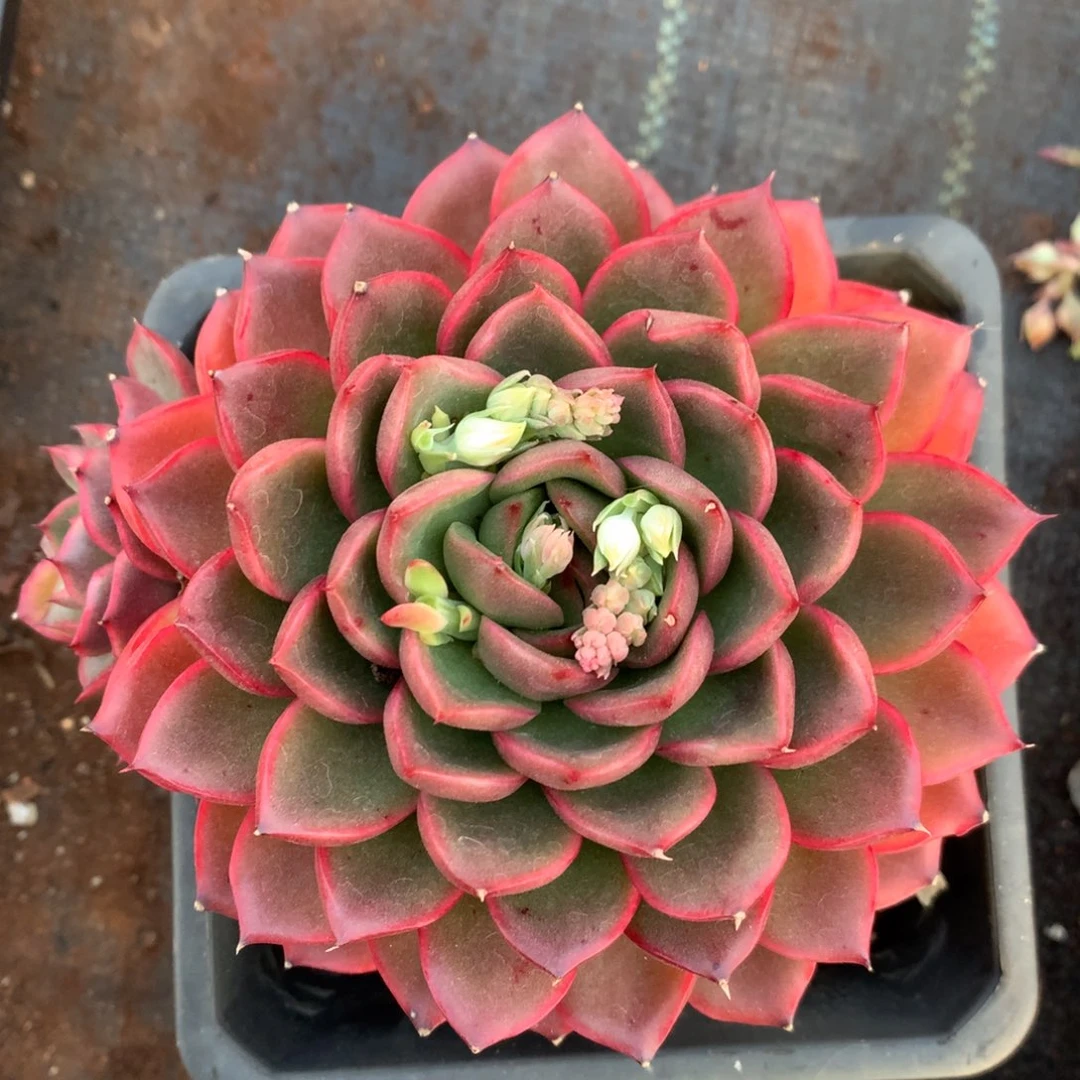 7602杂交多肉老桩