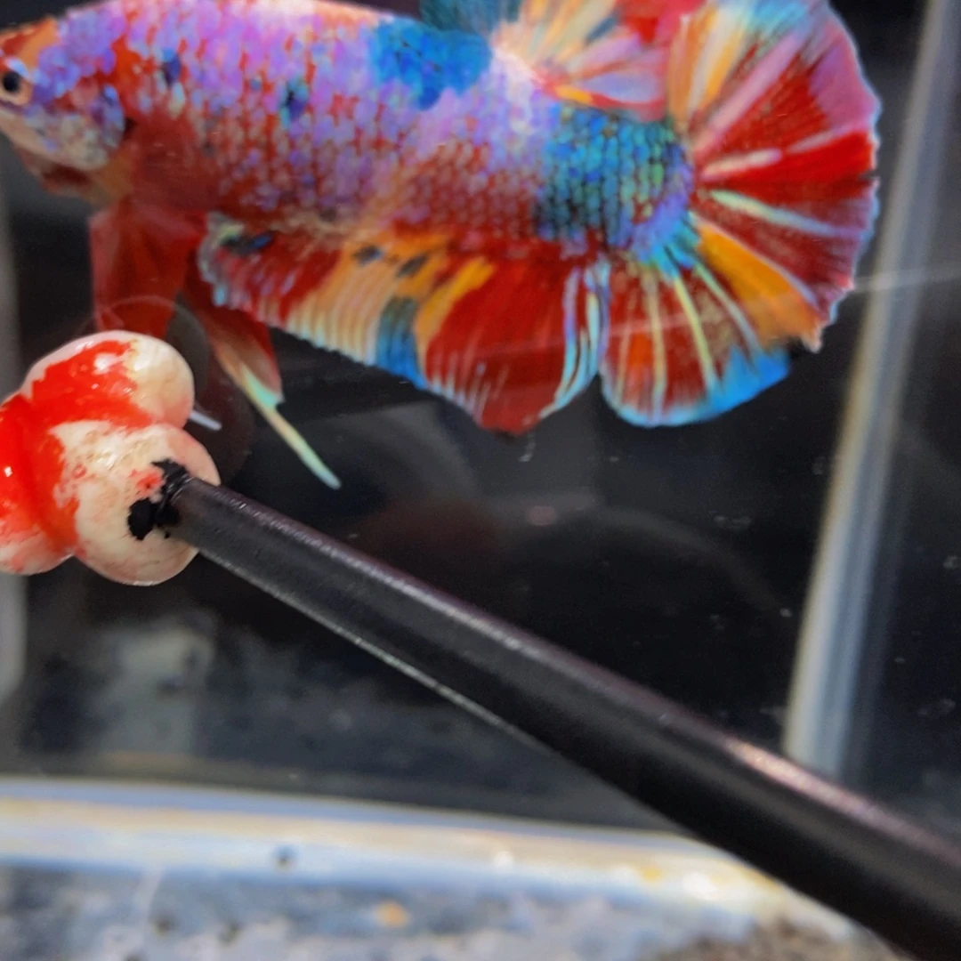 斗鱼300巨斗11111