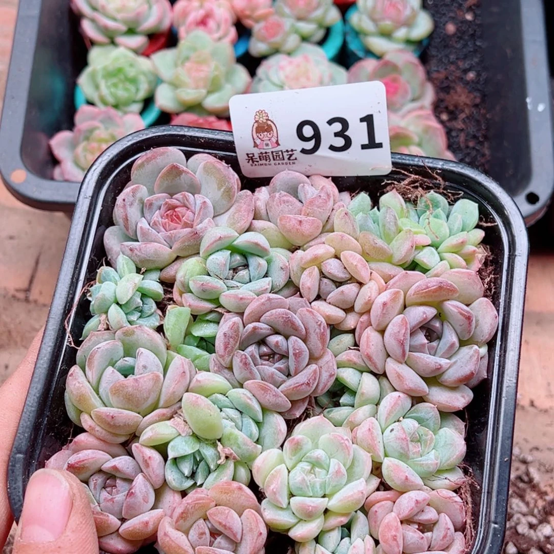多肉植物多肉植物
