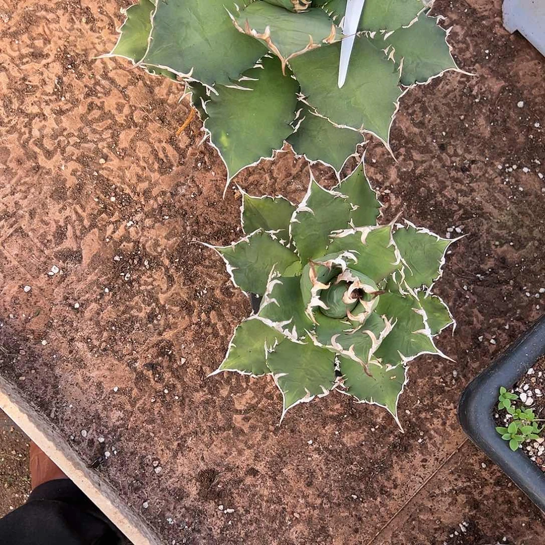 精品龙舌兰一物一拍