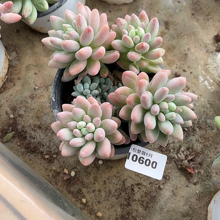阿雅园艺。       600粉玉团子