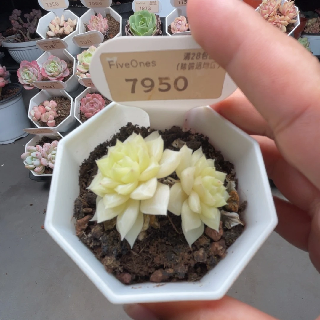 7950白天鹅 4.5厘米