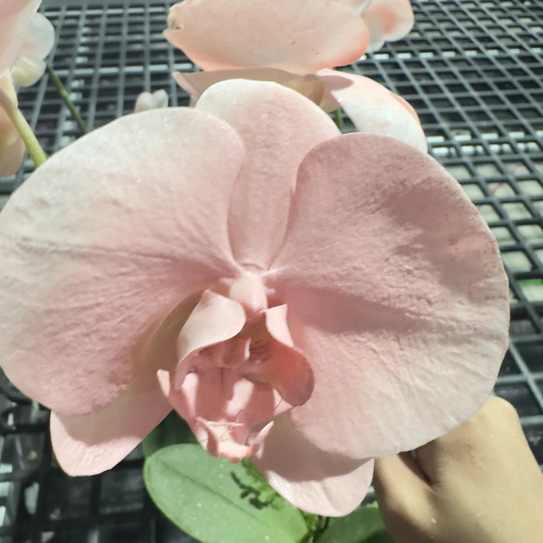 【桃花朵朵】蝴蝶兰 马卡龙色系 创意 好养花期长基地直发喷色工艺