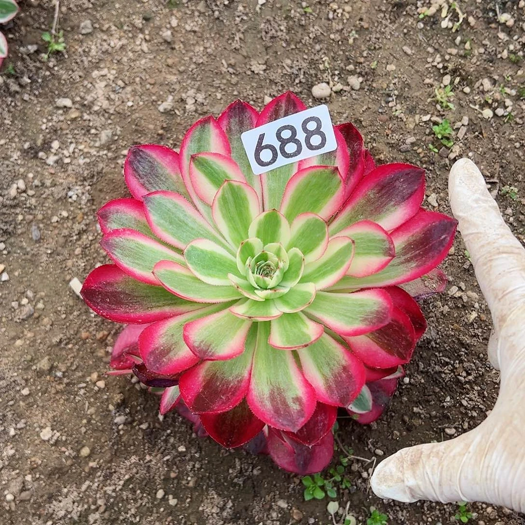 紫砂茶宠倾城小群一颗688