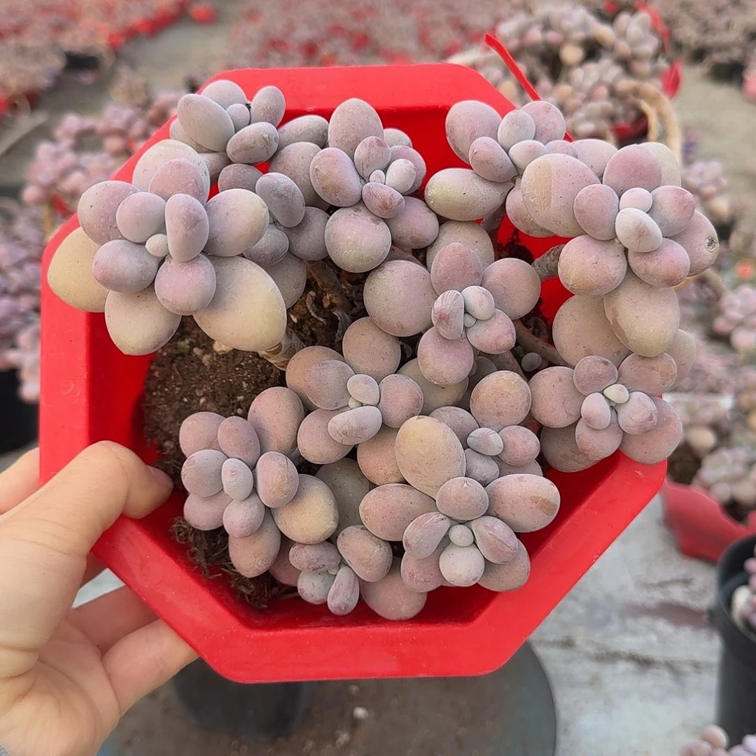 超****桃蛋老桩不带盆28号