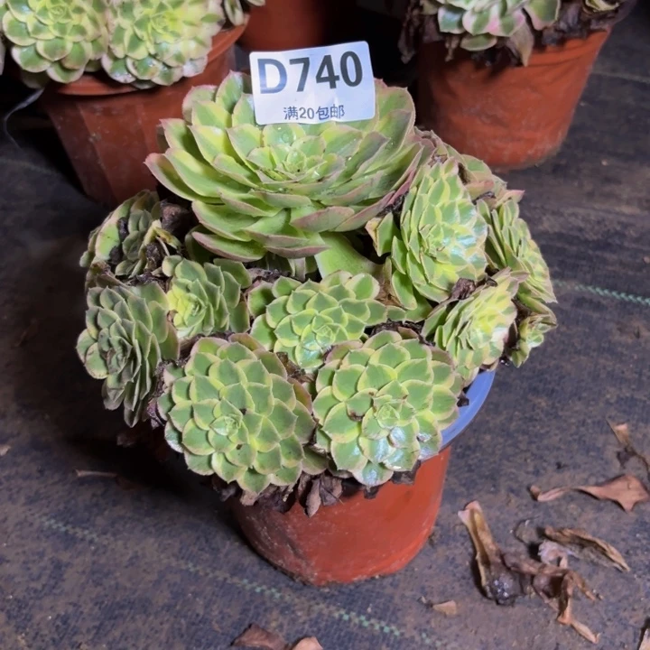 瑞妈多肉园艺740粉海王