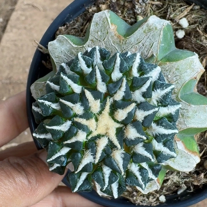 无花朵巴*248光面馒头姬牡丹