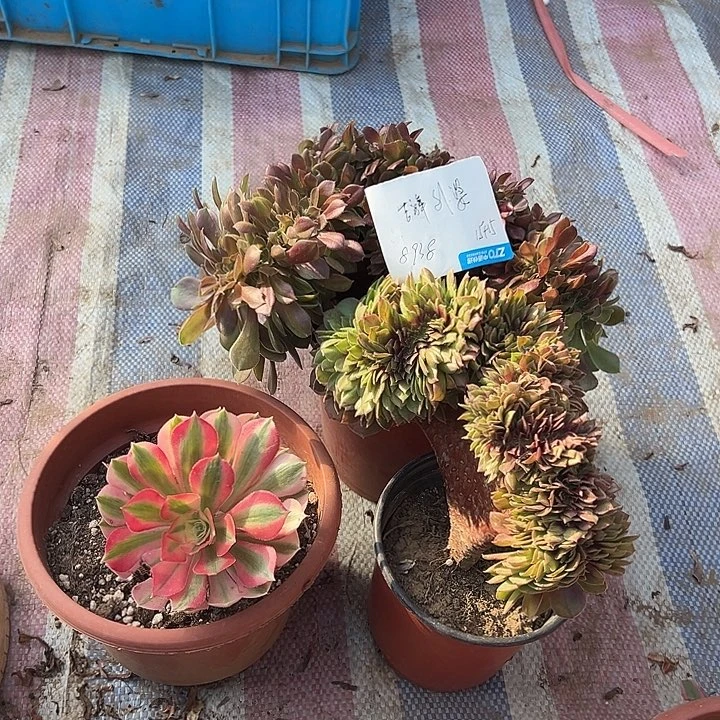 吉***婆多肉植物万圣节玫瑰缀