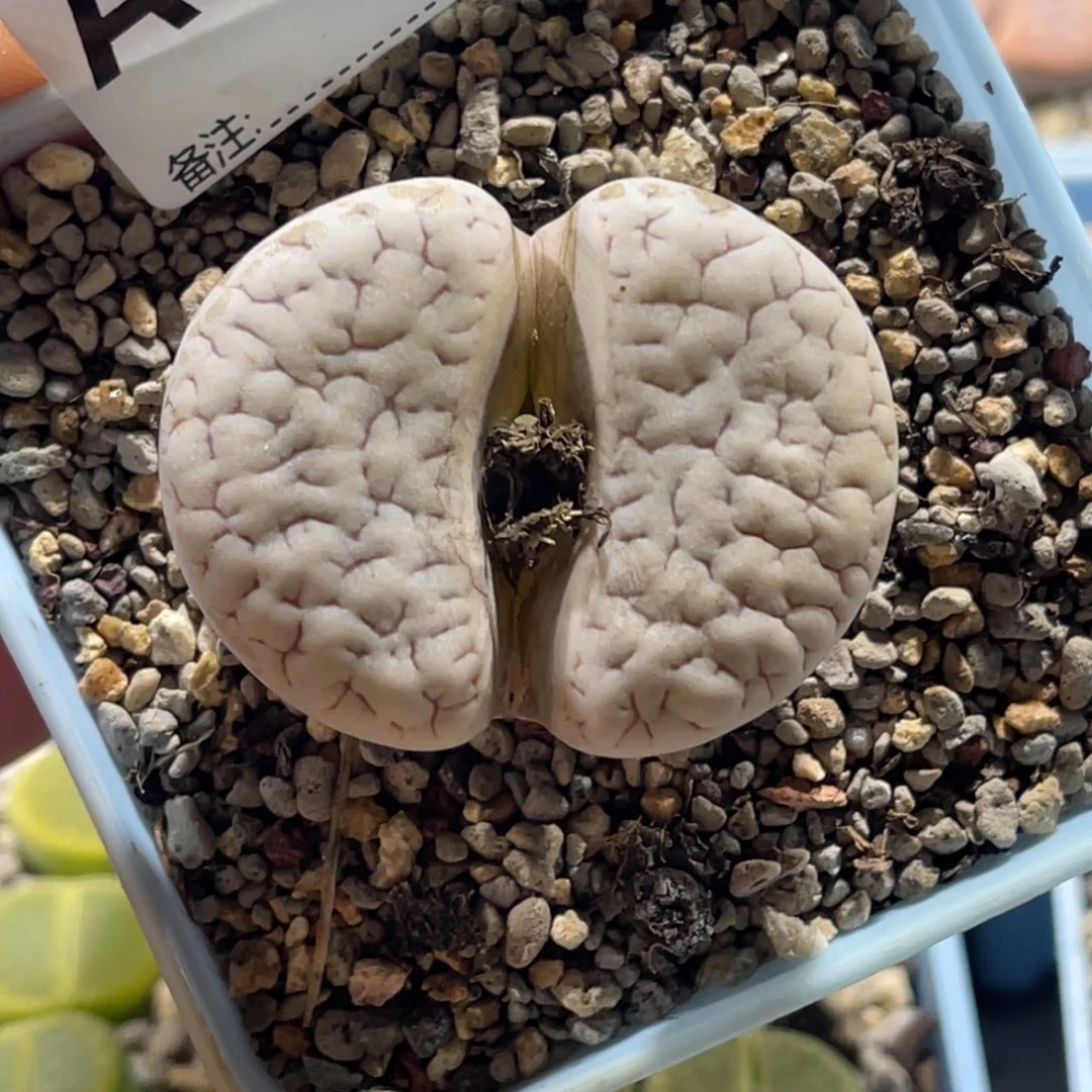3978白底凹凸紫纹189荒玉1尺寸4.2