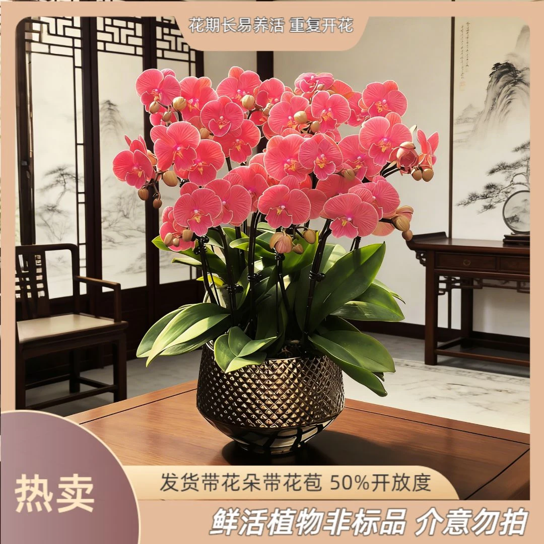 【千与千寻】-梦茜儿的花坊-半花半花苞耐养花卉盆栽蝴蝶兰