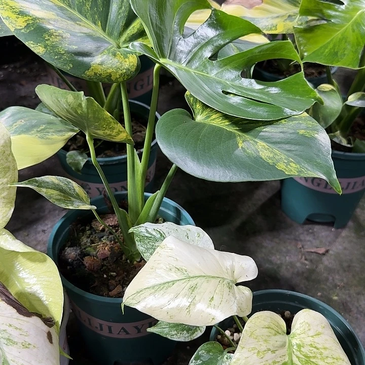 淡**e黄锦龟背竹绿植