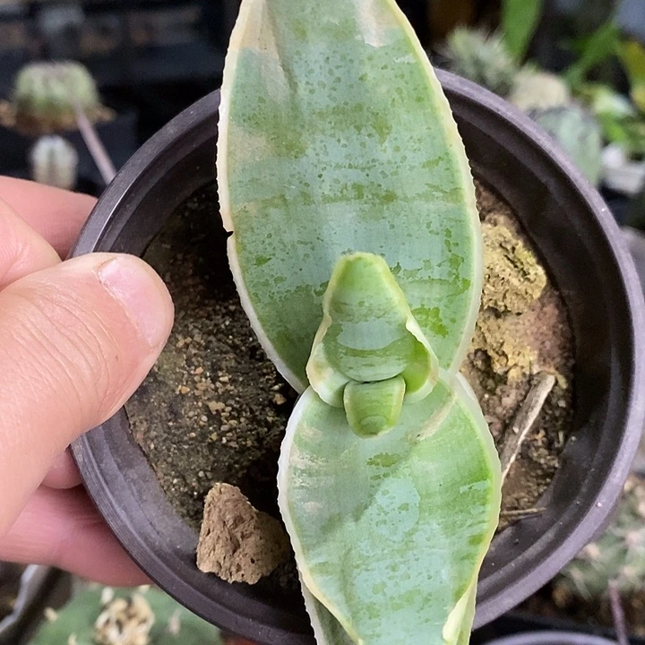 完美主义者勿拍银芳锦小苗