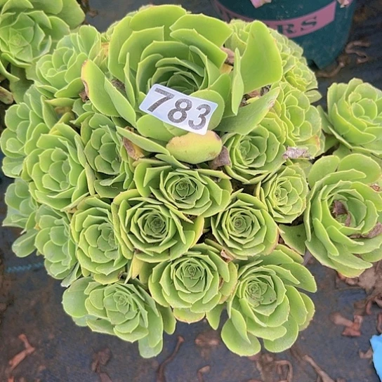 欣***窗多肉植物一个绿玫瑰