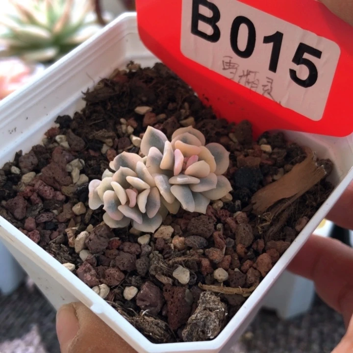 雪精灵覆轮锦有根