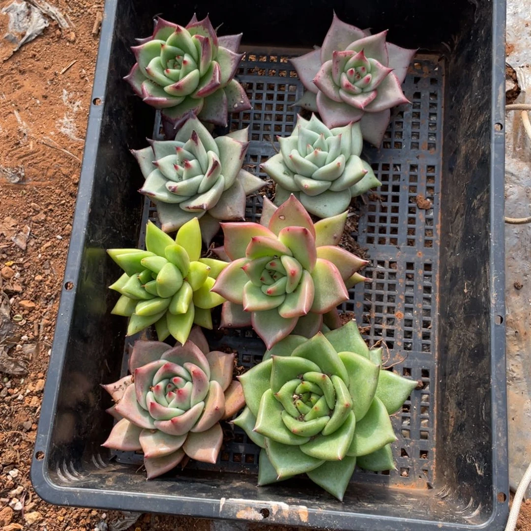 无花朵若如东云单拍E501