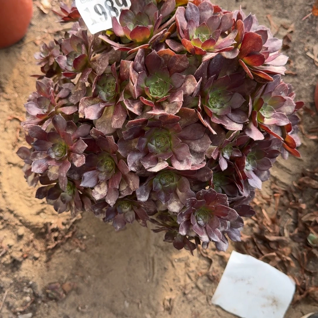 18-24法师黑美人1989