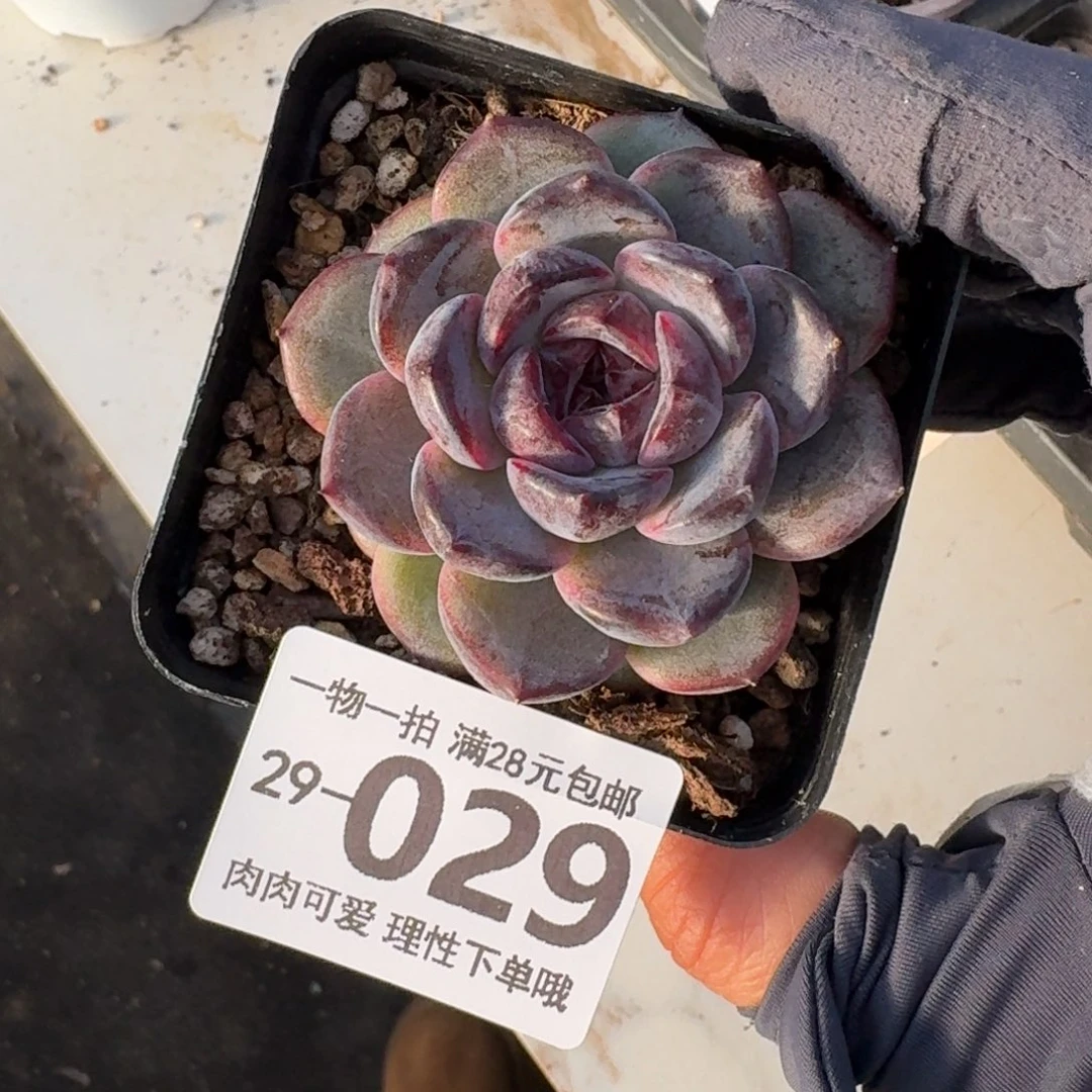 黑冰无盆土发货无盆