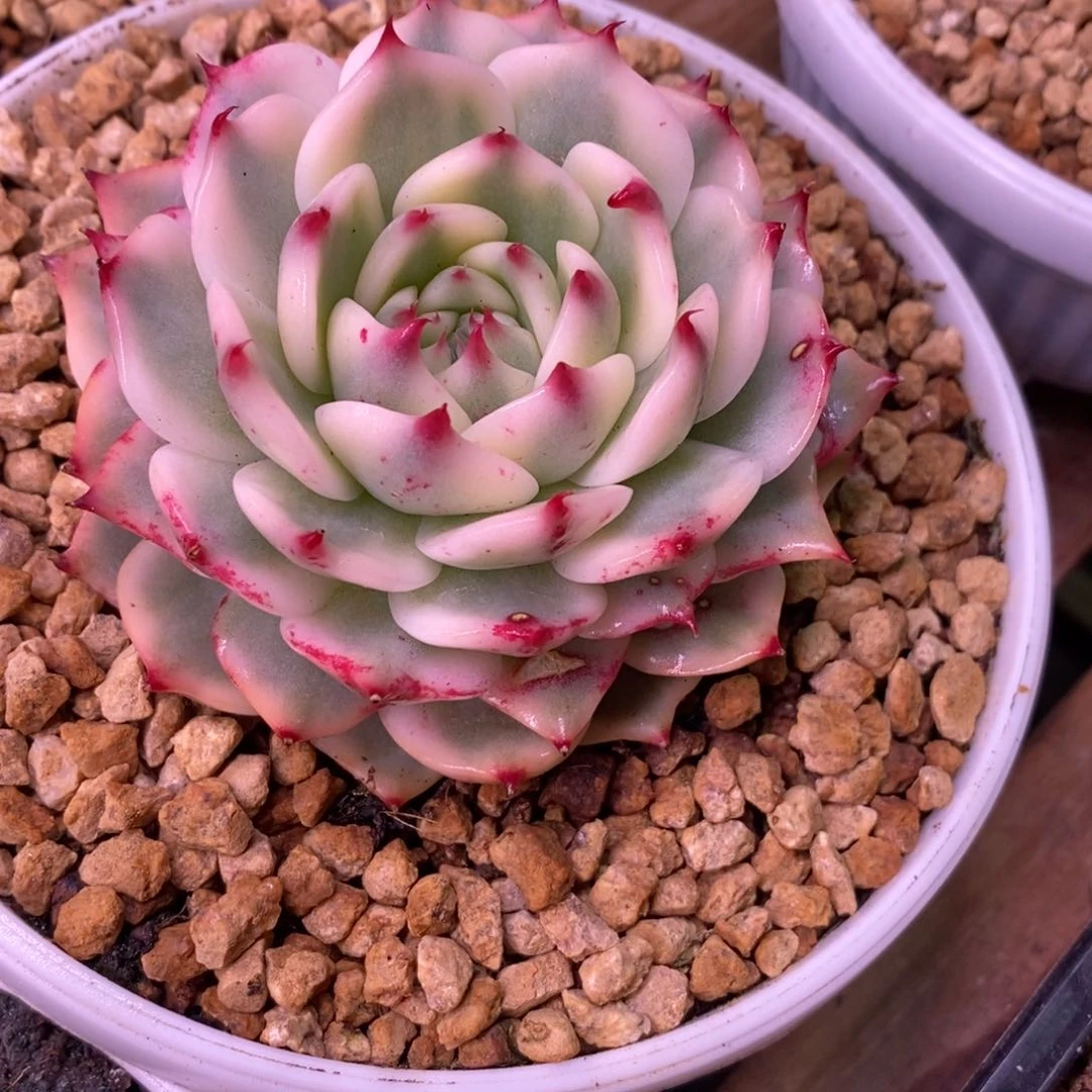 蓉容 多肉植物锦