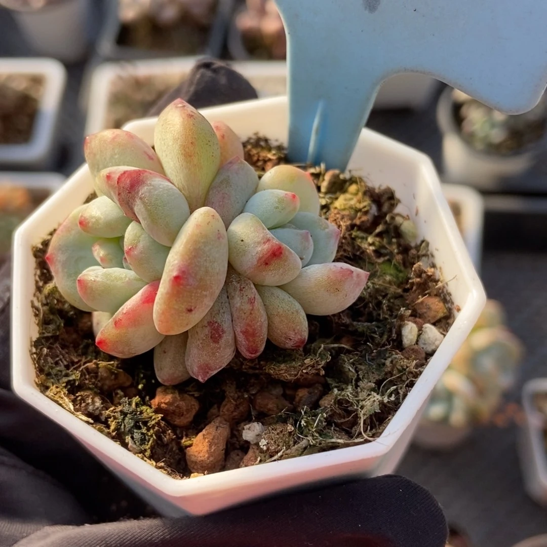 501石化星影多肉植物保护