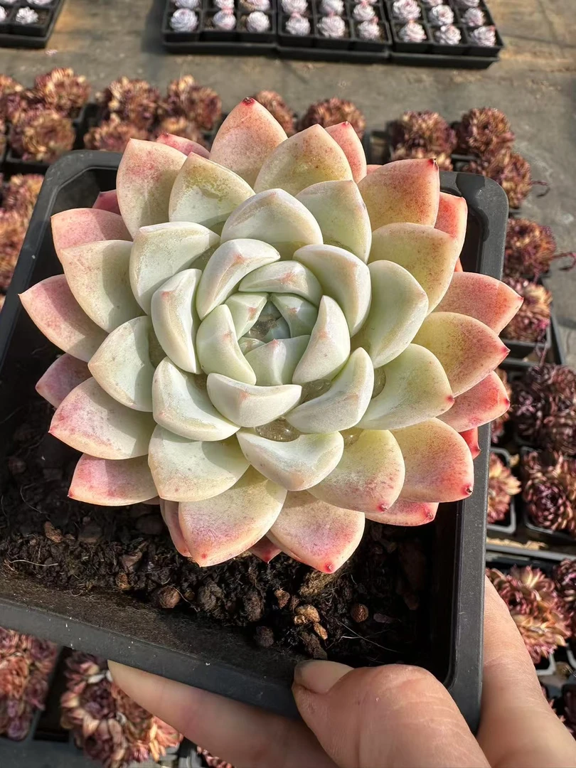 13#冰梦橙情人节宠粉版多肉植物  前男友精品多肉