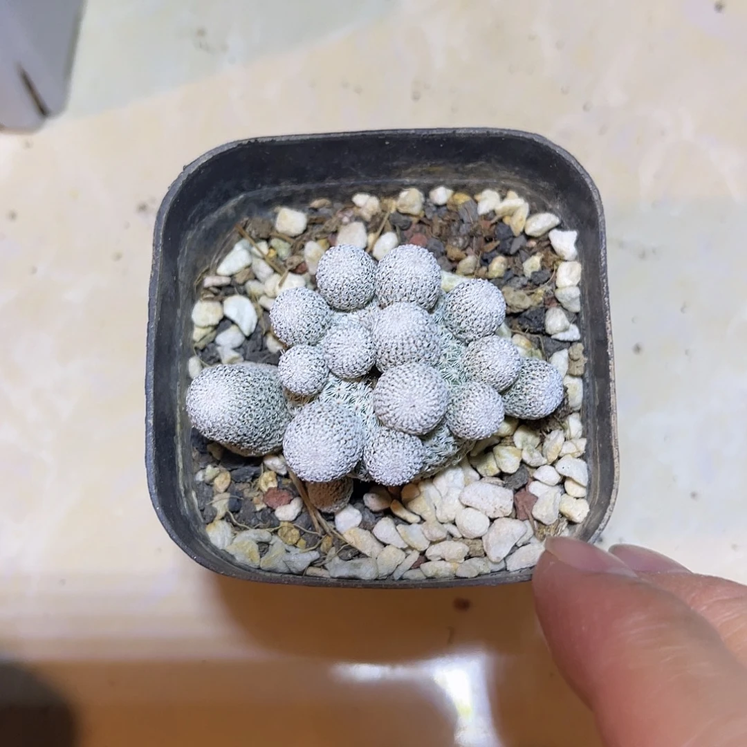 月世界仙人球一物一拍