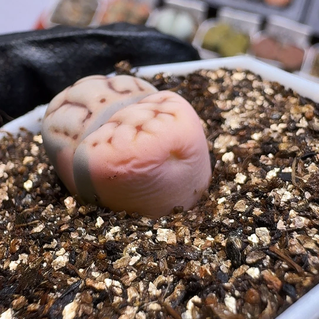 米***儿生石花干疤。    95