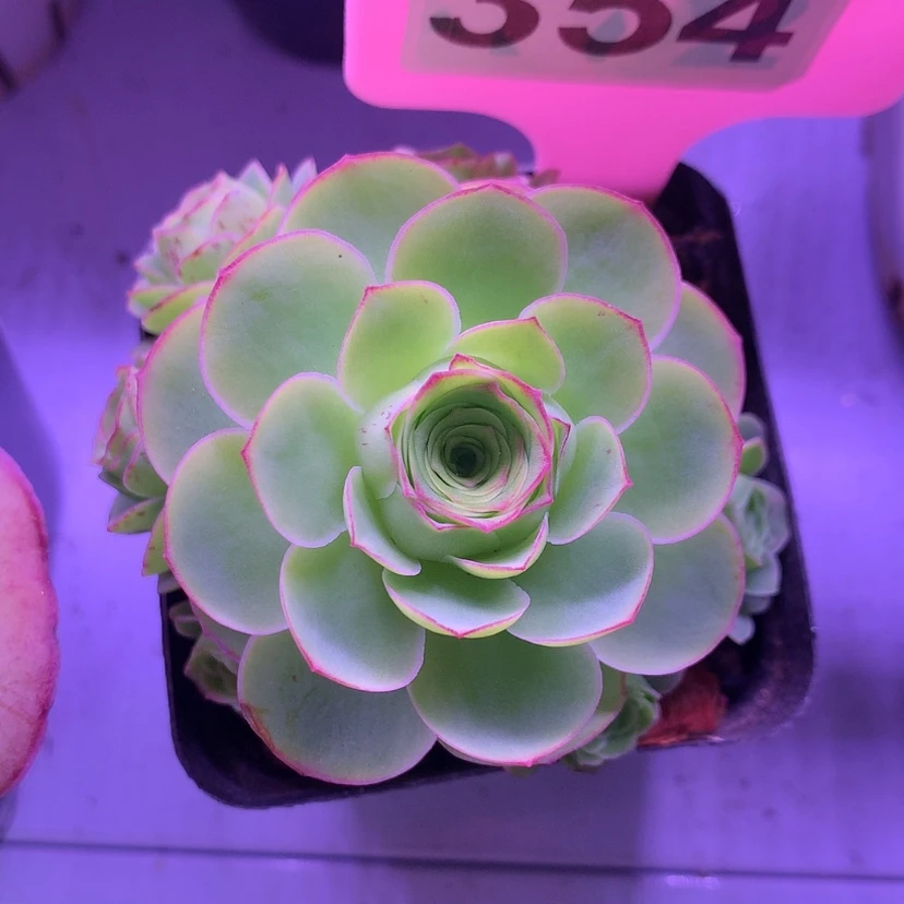 【闪购商品】【****か南星354