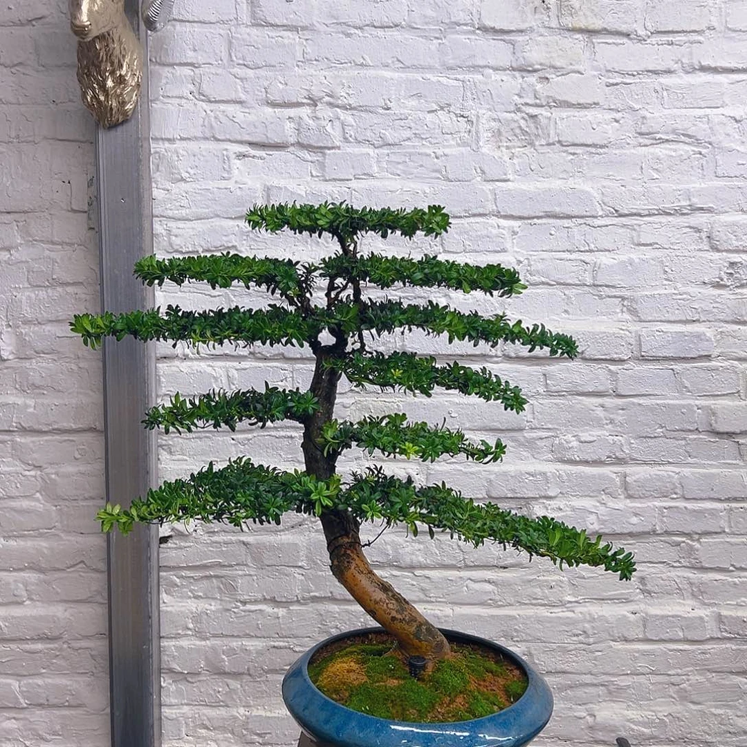 不开花植物红芽罗汉松老桩