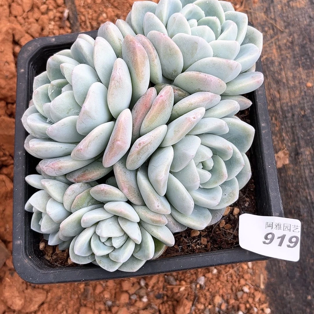 阿雅园艺。   919