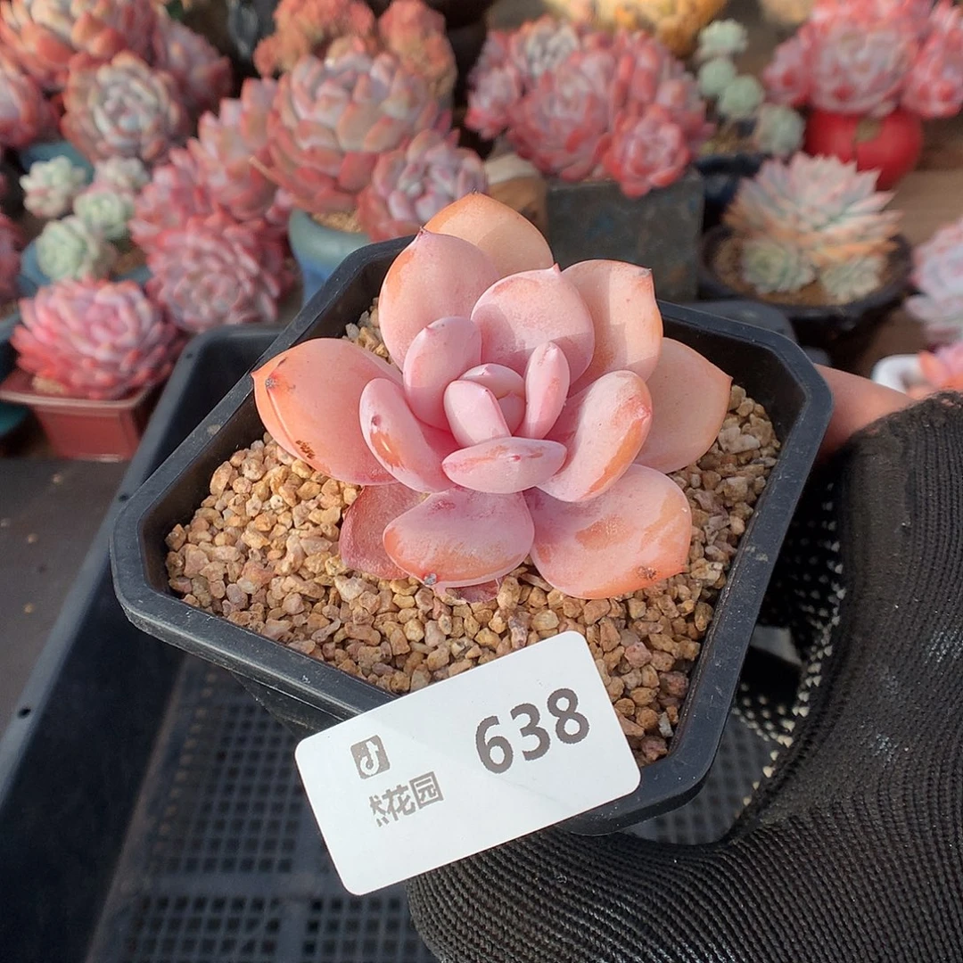 638奶茶多肉植物6666