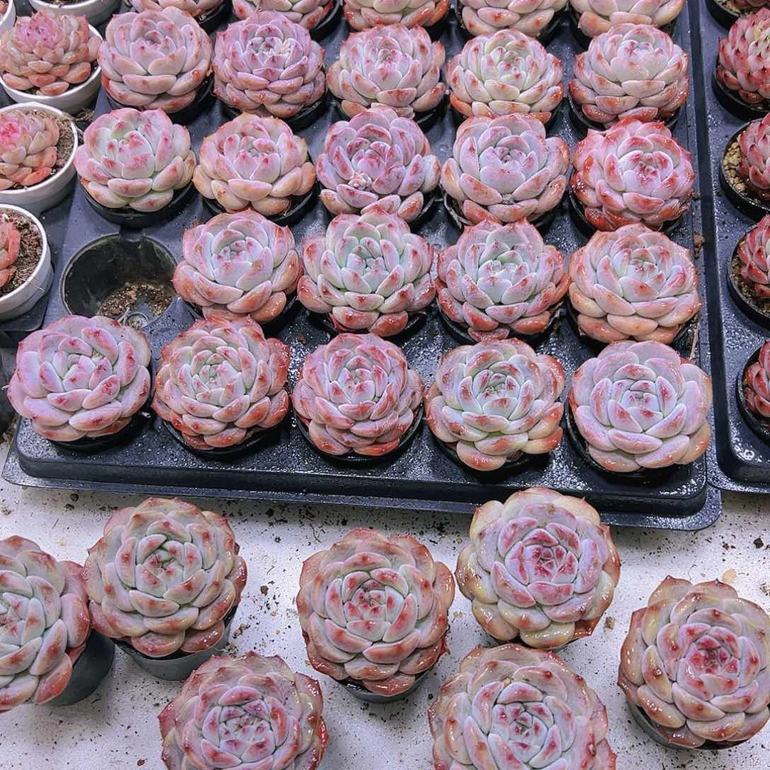 大熊猫带盆19包邮