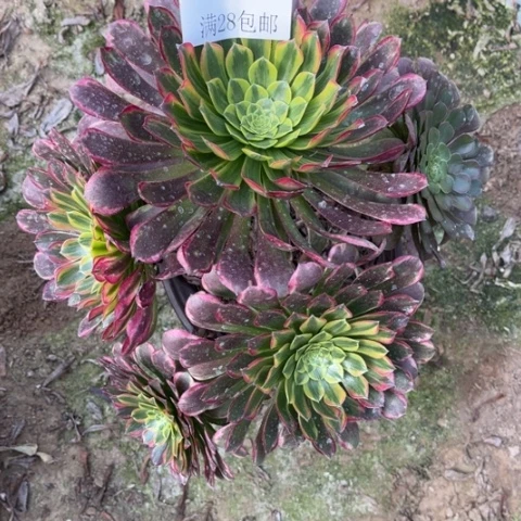 朝霞多肉多肉4487