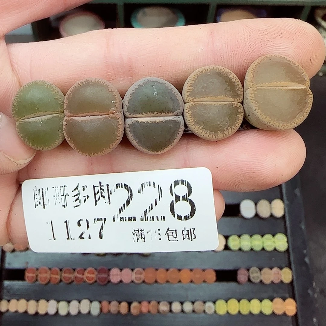 满满18包邮1127-228